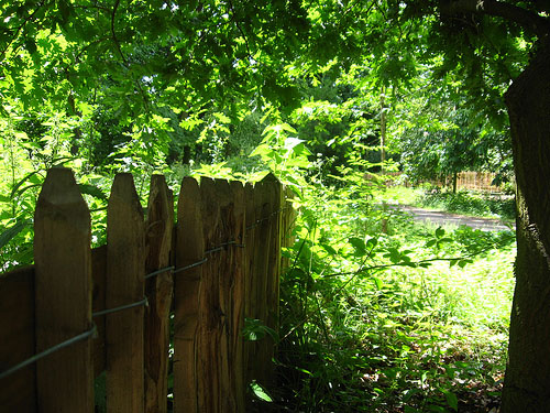 A fence, and a pathway leading away through trees